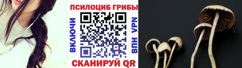 Купить закладки  Дубна  Псилоцибиновые грибы мицелий 